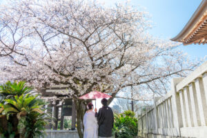 前撮り　桜ロケーション桜の下であいあい傘